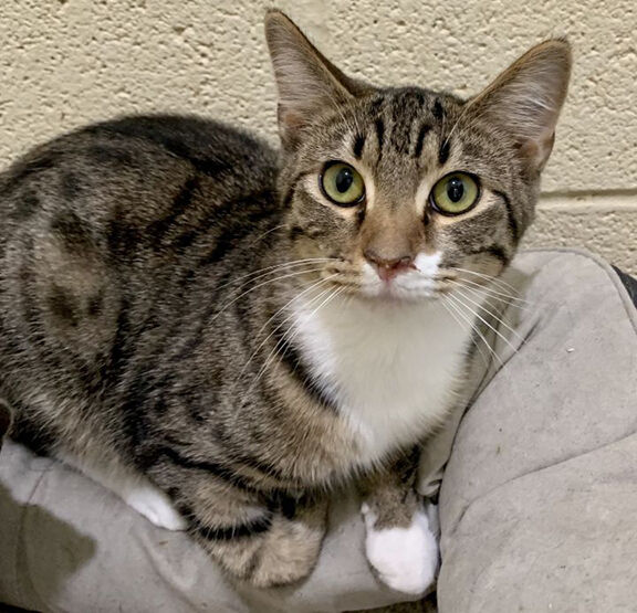 Pet of the Week: Vaughn